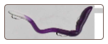 Blue Purple/White Tail 8" weedless